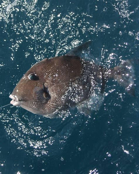 grapy fish|Grey Triggerfish – The Great Taste is Worth The Fight.